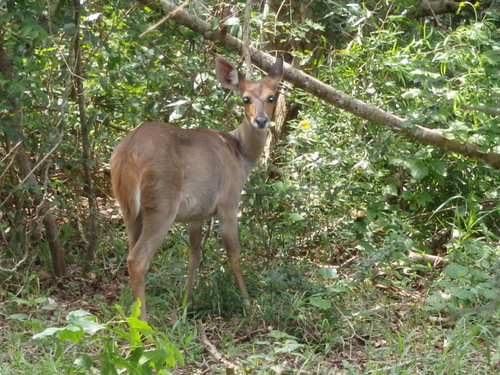 a young female Bushbuck (we think).